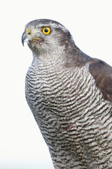 A portrait of a female Northern Goshawk against a bright background
