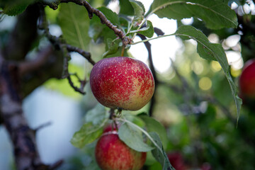 Czerwone jabłka na drzewie