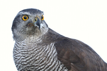 A portrait of a female Northern Goshawk against a bright sky
