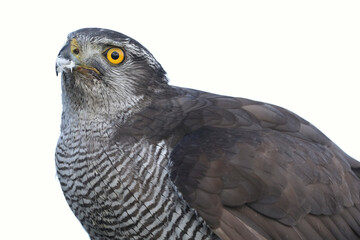 A portrait of a female Northern Goshawk against a bright background
