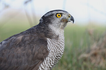 A portrait of a female Northern Goshawk resting in a meadow
