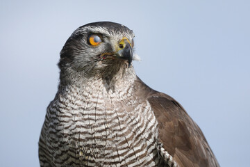 A portrait of a female Northern Goshawk with its eye covered with the translucent eyelid
