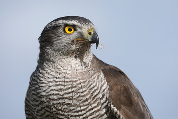 A portrait of a female Northern Goshawk against a blue sky
