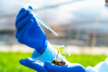 close up shot of agro scientist adding chemicals to plant by holding in hand with soil - concept of...