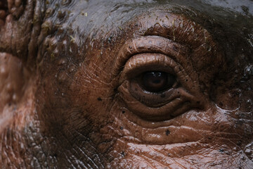 Obraz premium Close up brown hippopotamus eyes and skin. Selective focus.