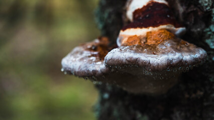 Large fungi harmful to trees. Large hard colored fungal pathogens grown on tree bark. Fistulina hepatica, Fomes fomentarius, Ganoderma applanatum. Inedible mushrooms. Macro photography of mycology.