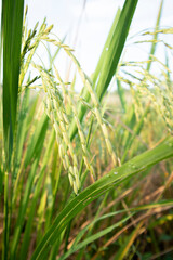 Close-up of the rice fields in the field