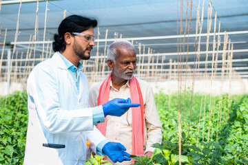 agro scientist with farmer discussing about plantation growth at green house - concept of...