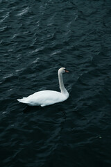 White swan swims in the sea. Large water bird moves alone on the choppy waves. Solitary animals, photography and ornithology. Contrast of colors, white and dark blue.