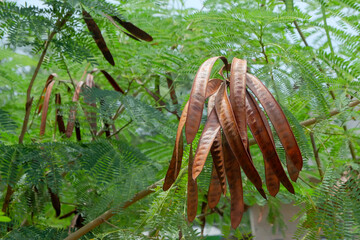 Dried Leucaena leucocephala fruit. The glabrata plant is known in Indonesia as Lamtoro gung or Chinese petai