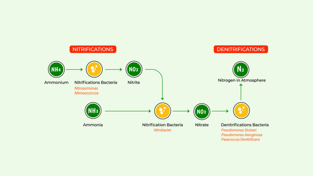 Nitrogen fixation methode by industrial, chemical, biological. 4K size for video or presentation.
