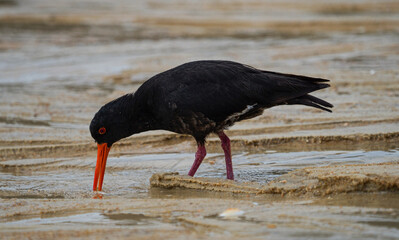 Foraging black variable oystercatcher bird walking on low tide sand bank beach in Abel Tasman National Park New Zealand