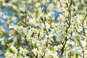 Blühender Pflaumenbaum im Frühjahr