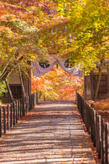 Fototapeta na wymiar 京都　 光明寺の紅葉