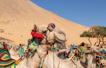 Close up view of lots of camel or domedaries sitting in the desert with colorful traditional apparel in aswan