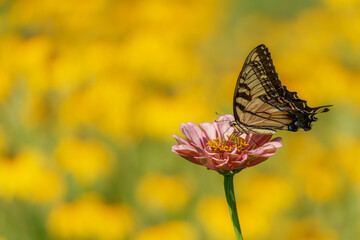 pipevine swallowtail (battus philenor) on pink flower