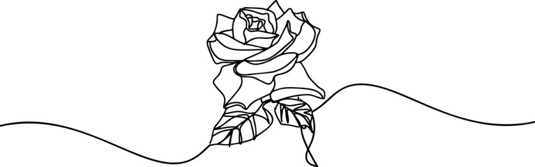 Rose flower on white background. One line drawing style.
