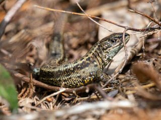Common Lizard Hiding Under Heather