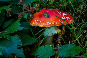 Amanita Muscaria, poisonous mushroom. Photo has been taken in the natural forest background