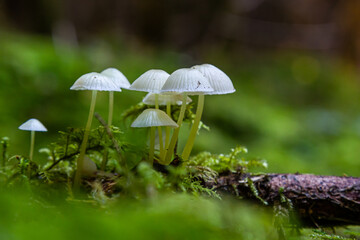 mycena epipterygia between the moss in the forest