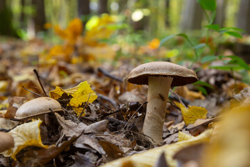 Small Gassy webcap, Cortinarius traganus, poisonous mushrooms in forest close-up, selective focus, shallow DOF