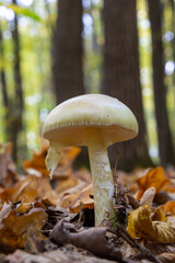 A closeup of Amanita citrina, false death cap or citron amanita