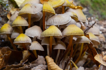 Clustered Bonnet Mycena inclinata growing on a mossy stump