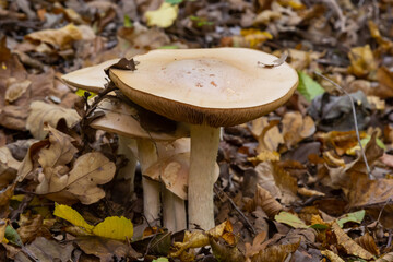 Edible mushroom Clitocybe nebularis in the beech forest. Known as Lepista nebularis, clouded agaric...
