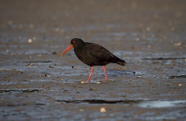 Foraging black variable oystercatcher bird wading through low tide mud in Abel Tasman National Park New Zealand
