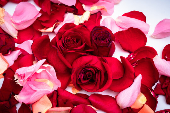 Photo of false roses and petals on a white background. Selective focus