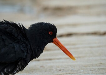 Close up side portrait of a black variable oystercatcher bird on sand beach in Abel Tasman National...