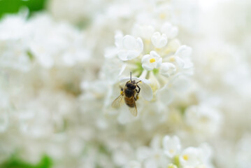 Honeybee and white lilac flowers