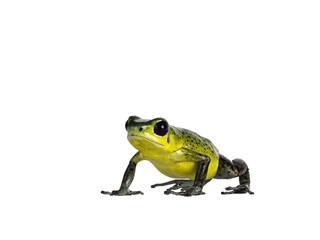 Vibrant Oophaga pumilio Punta Laurent frog standing facing front. Isolated  cutout on transparent background.