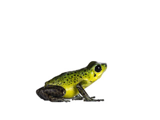 Vibrant Oophaga pumilio Punta Laurent frog standing side ways. Isolated  cutout on transparent background.