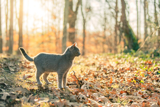 Portrait of a Russian Blue Cat Standing in the Setting Sun of Wintery Woods