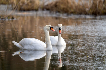 Zwei Schwäne am Bach im Winter