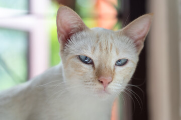 closed up of a young white cat with blue eyes, pink nose and brown striped on its face looking at the camera