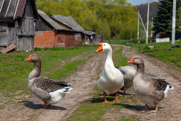 Domestic geese graze. Pets. Goose feathers. Geese on the street.