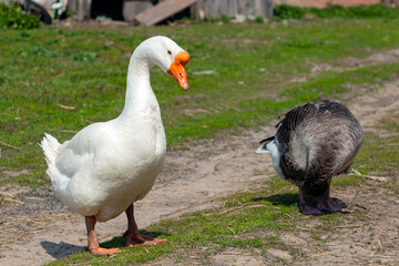 Domestic geese graze. Pets. Goose feathers. Geese on the street.