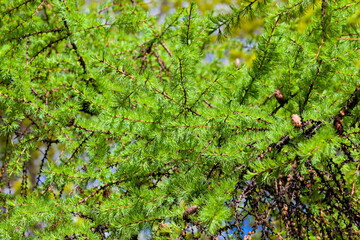 Natural natural background of green leaves