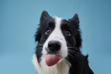 Obraz na płótnie Canvas Funny Black and white Border Collie. Cute dog on a blue background in studio, Close-up 