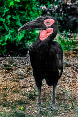 Southern ground hornbill walking in its enclosure. Latin name - Bucorvus leadbeateri