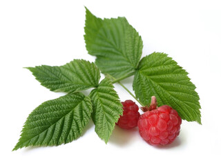 Raspberry (Rubus idaeus) - obrazy, fototapety, plakaty