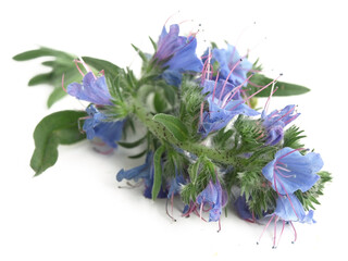 Vipers bugloss, blueweed  (Echium vulgare)
