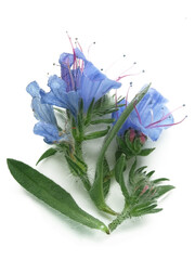 Vipers bugloss, blueweed  (Echium vulgare)
