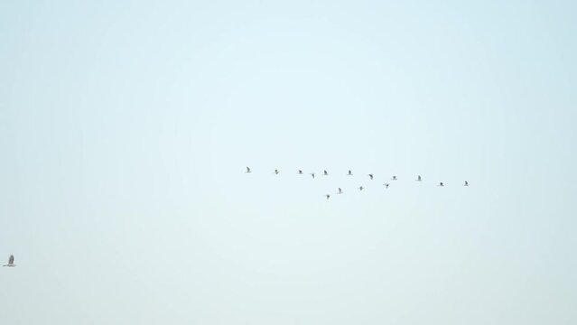 Close up bird flock flying on sky background of slow motion 