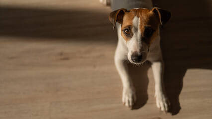 Top view of jack russell terrier dog on wooden floor. 