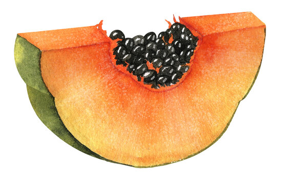 Watercolor orange Papaya Fruit on isolated background. Hand drawn illustration of exotic tropical food for production label. Sliced juicy plant of pawpaw tree. Tasty sweet dessert. Colorful drawing.