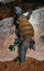 Spiny-tailed agama on the stone. Latin name - Uromastyx dispar flavifasciata