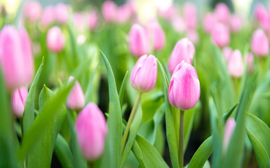 pink tulip blossom with beautiful view in nature tulip garden with romance moment in summer season